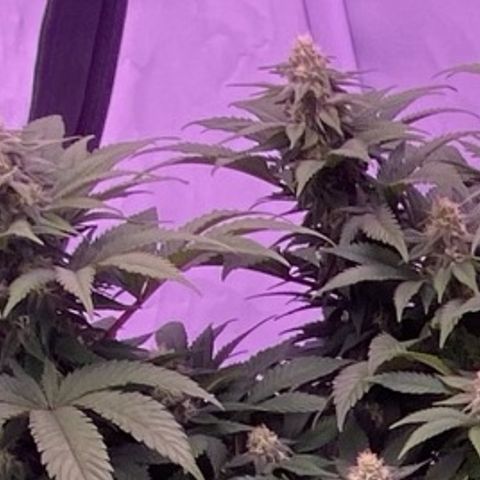 Special Kush #1 growlog timeline photo