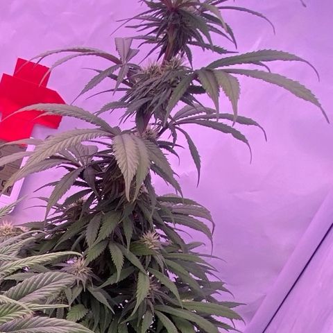 Bubble Gum growlog timeline photo