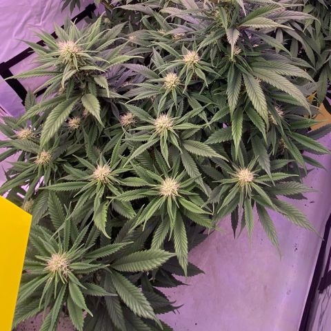 Punch Pie  growlog timeline photo