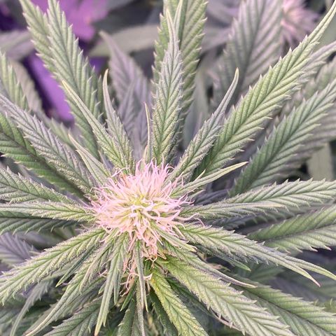 Punch Pie  growlog timeline photo