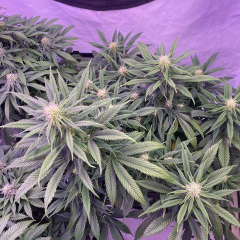 Punch Pie  growlog timeline photo