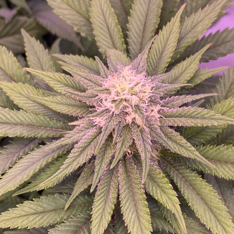 Special Kush #1 growlog timeline photo