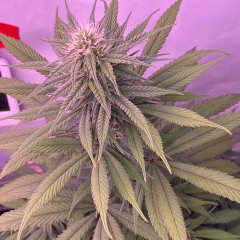 Bubble Gum growlog timeline photo