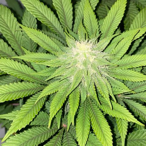 Special Kush #1 growlog timeline photo