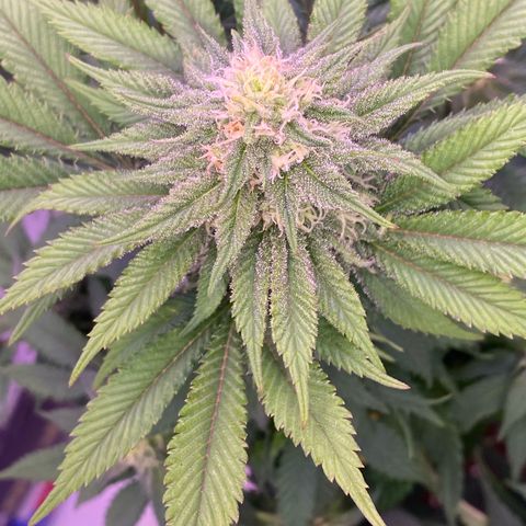 Special Kush #1 growlog timeline photo