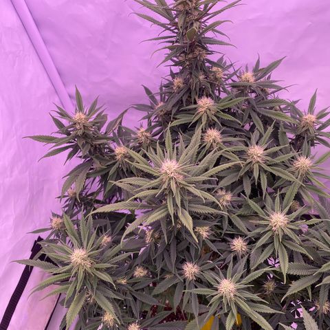 Punch Pie  growlog timeline photo