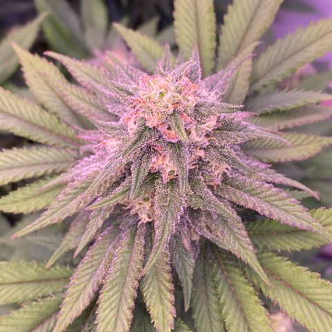 Special Kush #1 growlog timeline photo