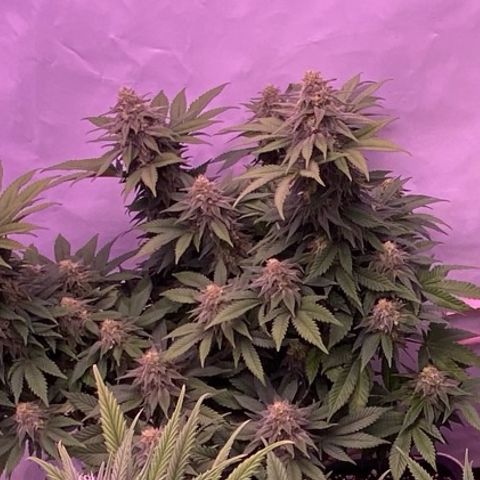 Special Kush #1 growlog timeline photo