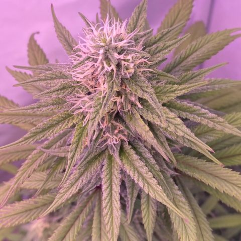 Bubble Gum growlog timeline photo