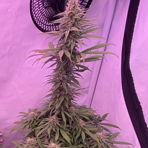 Bubble Gum growlog timeline photo