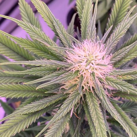 Punch Pie  growlog timeline photo