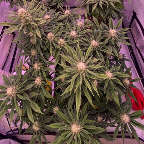 Punch Pie  growlog timeline photo