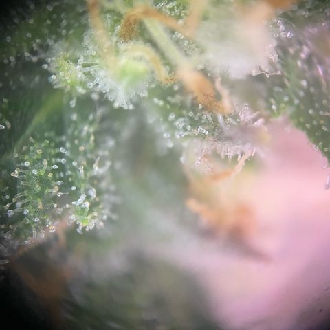 Special Kush #1 growlog timeline photo