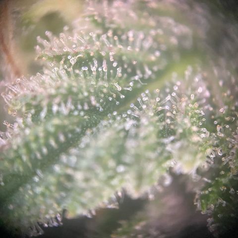 Special Kush #1 growlog timeline photo