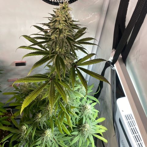 Bubble Gum growlog timeline photo