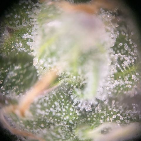 Bubble Gum growlog timeline photo