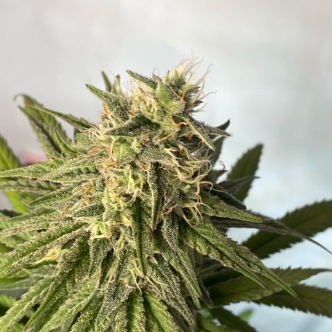 Bubble Gum growlog timeline photo