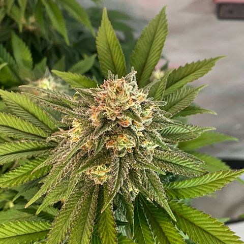 Special Kush #1 growlog timeline photo
