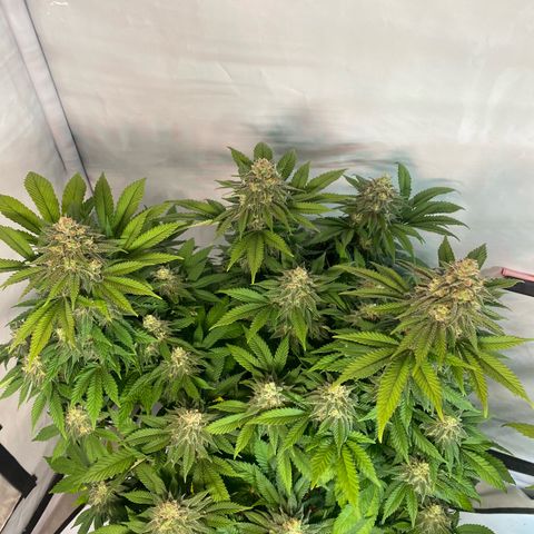 Special Kush #1 growlog timeline photo