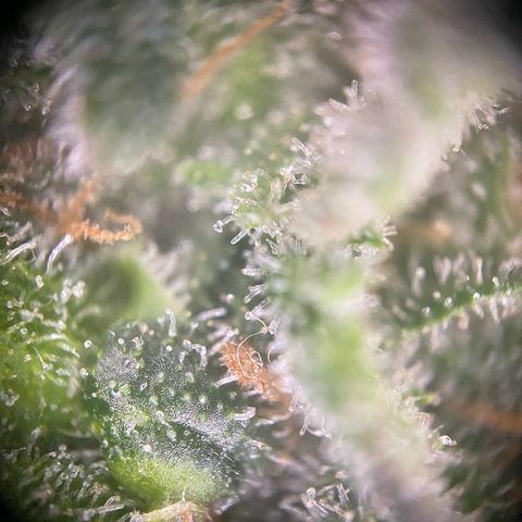 Special Kush #1 growlog timeline photo