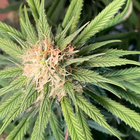 Punch Pie  growlog timeline photo