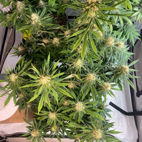 Punch Pie  growlog timeline photo