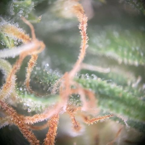 Punch Pie  growlog timeline photo