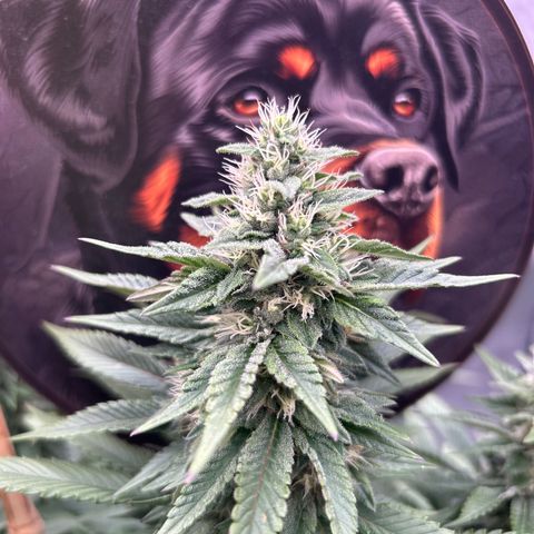 Shishkaberry  growlog timeline photo