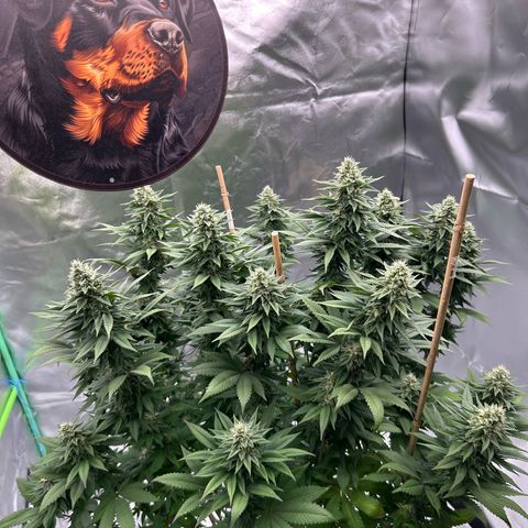 Shishkaberry  growlog timeline photo