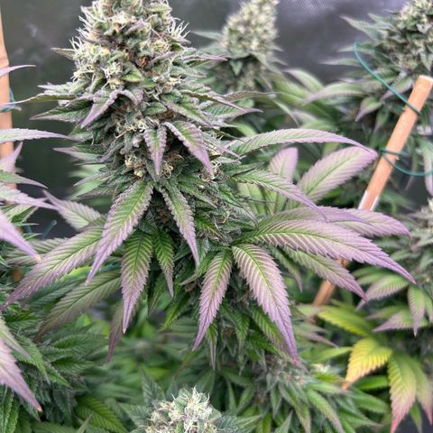 Shishkaberry  growlog timeline photo