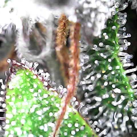 Shishkaberry  growlog timeline photo