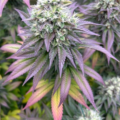 Shishkaberry  growlog timeline photo