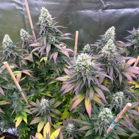 Shishkaberry  growlog timeline photo