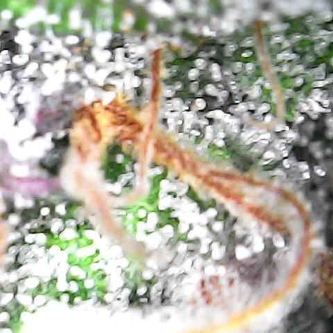 Shishkaberry  growlog timeline photo