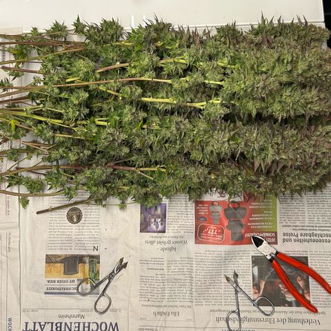 Shishkaberry  growlog timeline photo