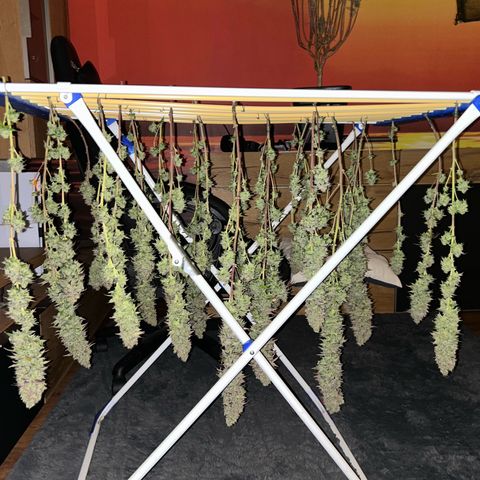 Shishkaberry  growlog timeline photo