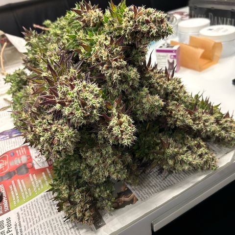 Shishkaberry  growlog timeline photo