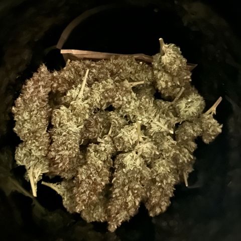 Shishkaberry  growlog photo: Curling