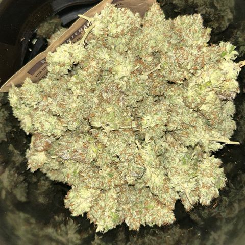Shishkaberry  growlog photo: Curling