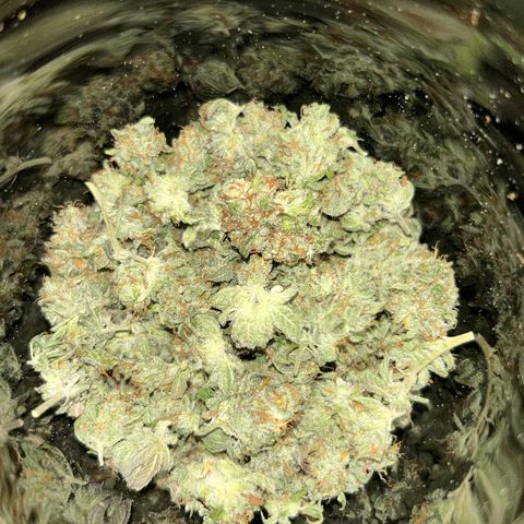 Shishkaberry  growlog photo: Curling