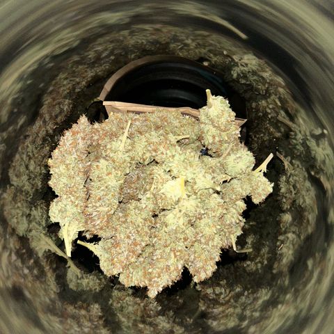 Shishkaberry  growlog photo: Curling