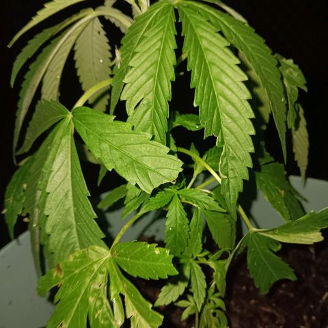 White Truffle Pupil growlog timeline photo