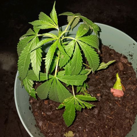 White Truffle Pupil growlog timeline photo