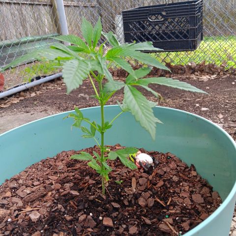 White Truffle Pupil growlog timeline photo