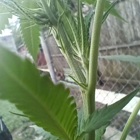 White Truffle Pupil growlog timeline photo