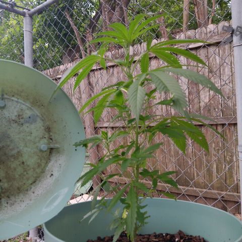 White Truffle Pupil growlog timeline photo