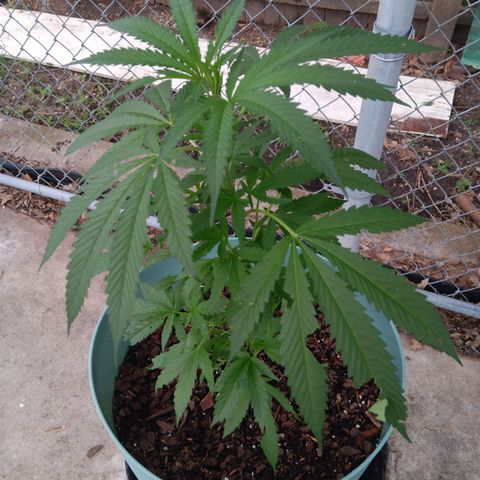 White Truffle Pupil growlog timeline photo