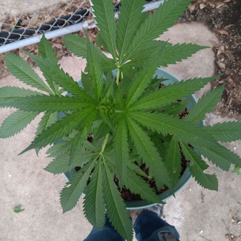 White Truffle Pupil growlog timeline photo