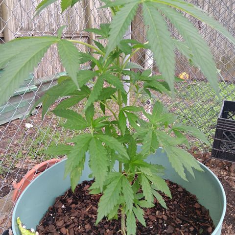 White Truffle Pupil growlog timeline photo