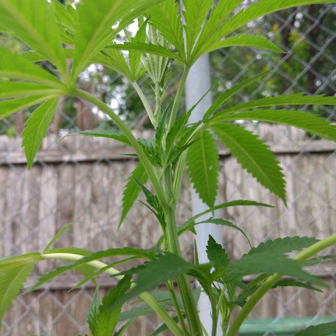 White Truffle Pupil growlog timeline photo